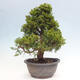 Venkovní bonsai - Juniperus chinensis Itoigawa -Jalovec čínský - 3/4