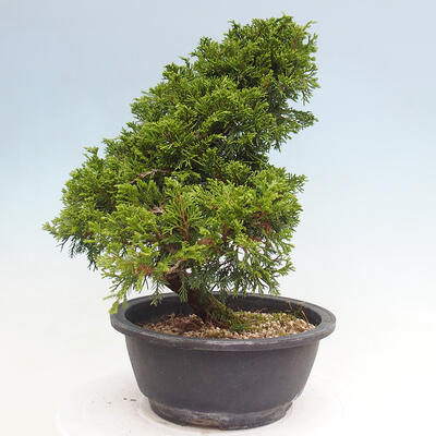 Venkovní bonsai - Juniperus chinensis Itoigawa -Jalovec čínský - 3