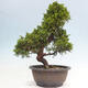 Venkovní bonsai - Juniperus chinensis Itoigawa -Jalovec čínský - 3/4