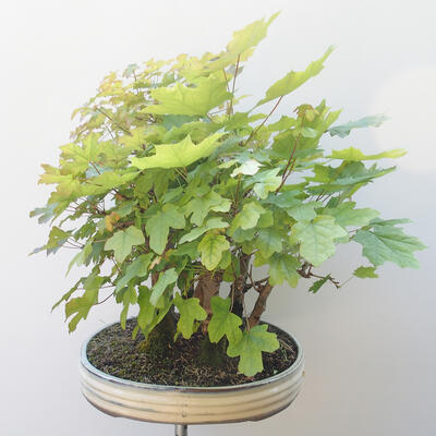 Acer campestre,acer platanoudes - Javor babyka, klen - 3