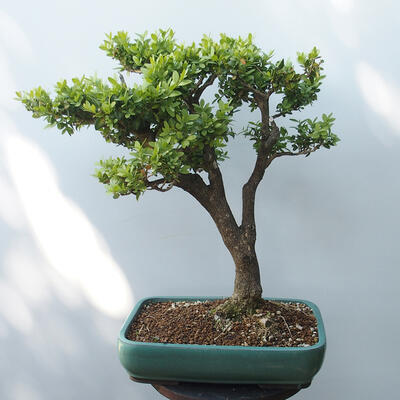 Venkovní bonsai - Buxus - 3