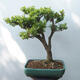 Venkovní bonsai - Buxus - 3/5