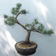 Venkovní bonsai - Pinus sylvestris Watereri  - Borovice lesní - 3/5