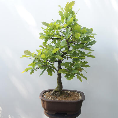 Venkovní bonsai Quercus - dub - 3