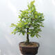 Venkovní bonsai Quercus - dub - 3/5