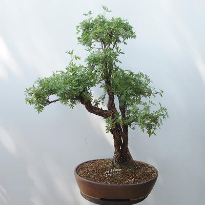 Venkovní bonsai-Mochna křovitá - potentila fruticosa žlutá - 3