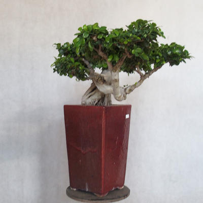 Pokojová bonsai - Ficus nitida -  malolistý fíkus - 3