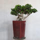 Pokojová bonsai - Ficus nitida -  malolistý fíkus - 3/5