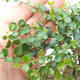 Pokojová bonsai -Ligustrum retusa - malolistý ptačí zob - 3/4