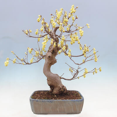 Venkovní bonsai - Lískoveček - Corylopsis Spicata - 3
