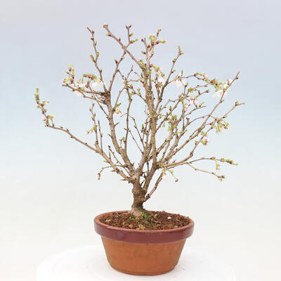 Venkovní bonsai - Prunus incisa Kojou-no mai-Višeň vyříznutá - 3
