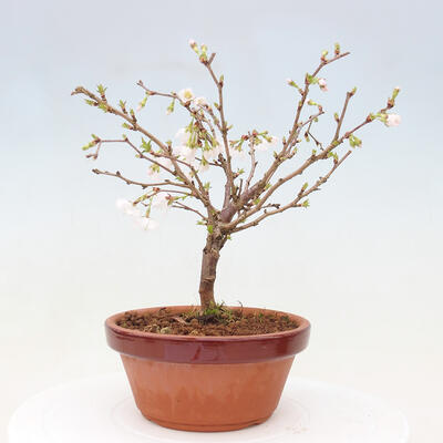 Venkovní bonsai - Prunus incisa Kojou-no mai-Višeň vyříznutá - 3