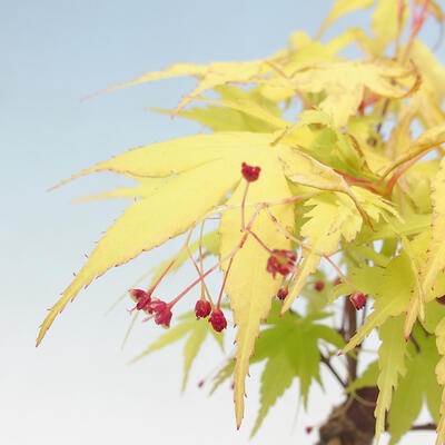 Venkovní bonsai - Acer pal. Sango Kaku - Javor dlanitolistý - 3