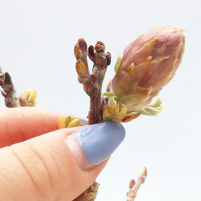 Venkovní bonsai - Vistarie květnatá - Wisteria floribunda - 3