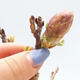 Venkovní bonsai - Vistarie květnatá - Wisteria floribunda - 3/7