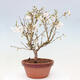 Venkovní bonsai - Prunus incisa Kojou-no mai-Višeň vyříznutá - 3/6