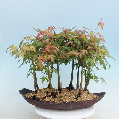 Acer palmatum  - Javor dlanitolistý - lesík - 3