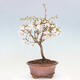 Venkovní bonsai - Prunus incisa Kojou-no mai-Višeň vyříznutá - 3/6