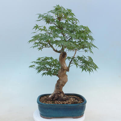 Acer palmatum  - Javor dlanitolistý - 3