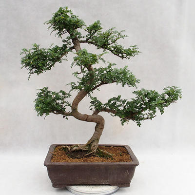 Pokojová bonsai - Zantoxylum piperitum - Pepřovník PB2191200 - 3