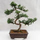 Pokojová bonsai - Zantoxylum piperitum - Pepřovník PB2191200 - 3/5