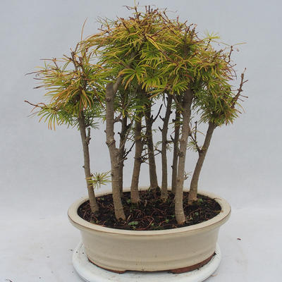 Venkovní bonsai - Pseudolarix amabilis - Pamodřín - lesík - 3