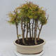 Venkovní bonsai - Pseudolarix amabilis - Pamodřín - lesík - 3/5