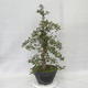 Venkovní bonsai - Hloh růžové květy - Crataegus laevigata paul´s  Scarlet - 3/7