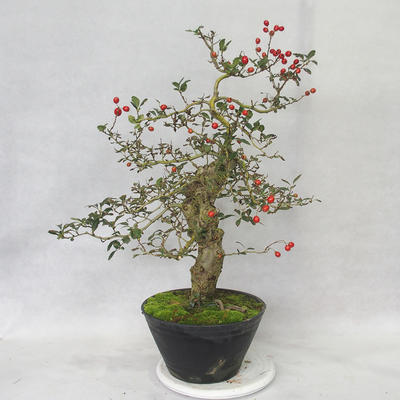 Venkovní bonsai - Hloh bílé květy - Crataegus laevigata - 3