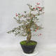 Venkovní bonsai - Hloh bílé květy - Crataegus laevigata - 3/6