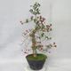 Venkovní bonsai - Hloh bílé květy - Crataegus laevigata - 3/6