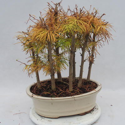 Venkovní bonsai - Pseudolarix amabilis - Pamodřín - lesík - 3