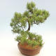 Venkovní bonsai - Pinus Mugo - Borovice kleč - 3/4