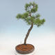 Venkovní bonsai - Pinus sylvestris - Borovice lesní - 3/5
