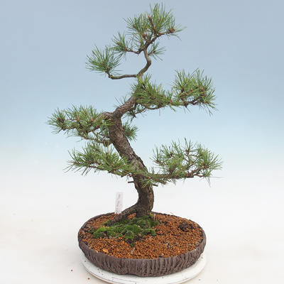 Venkovní bonsai - Pinus sylvestris - Borovice lesní - 3