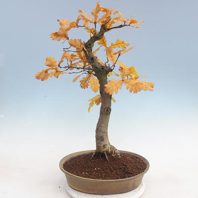 Venkovní bonsai Quercus - dub - 3