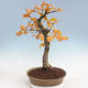 Venkovní bonsai Quercus - dub - 3/5