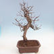Venkovní bonsai Quercus - KIWI - actinidia - 3/5