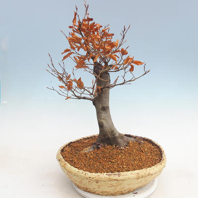 Venkovní bonsai - Fagus sylvatica - Buk lesní - 3
