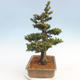 Venkovní bonsai - Taxus bacata  - Tis červený - 3/5