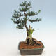 Venkovní bonsai - Taxus bacata  - Tis červený - 3/5