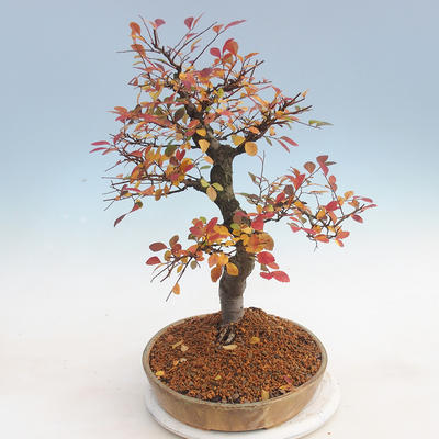 Venkovní bonsai-Ulmus parviflora-Jílm malolistý - 3