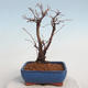 Venkovní bonsai-Mochna křovitá - potentila fruticosa žlutá - 3/5