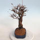 Venkovní bonsai-Mochna křovitá - potentila fruticosa žlutá - 3/6