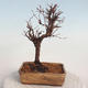 Venkovní bonsai-Mochna křovitá - potentila fruticosa žlutá - 3/5