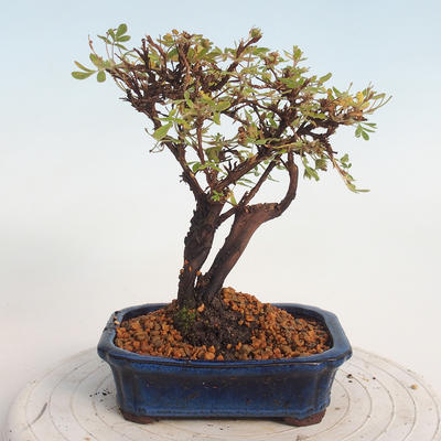 Venkovní bonsai-Mochna křovitá - potentila fruticosa žlutá - 3