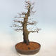 Venkovní bonsai -Carpinus  betulus - Habr obecný - 3/5