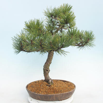 Venkovní bonsai - Pinus Mugo - Borovice kleč - 3
