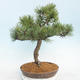 Venkovní bonsai - Pinus Mugo - Borovice kleč - 3/5