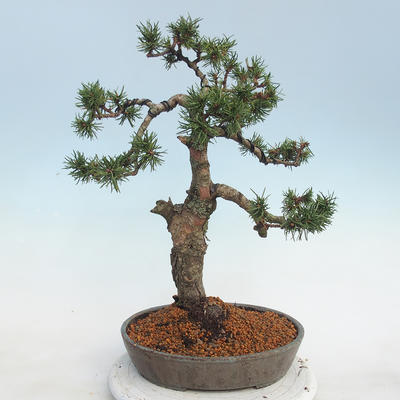 Venkovní bonsai - Pinus Mugo - Borovice kleč - 3
